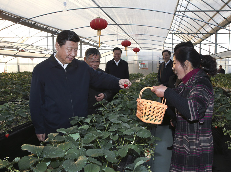 12月13日至14日，中共中央總書記、國家主席、中央軍委主席習近平在江蘇調(diào)研。這是13日下午，習近平在鎮(zhèn)江市丹徒區(qū)世業(yè)鎮(zhèn)先鋒村農(nóng)業(yè)園草莓大棚，實地察看草莓生長情況。新華社記者 蘭紅光 攝