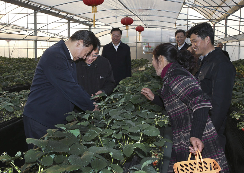 12月13日至14日，中共中央總書記、國(guó)家主席、中央軍委主席習(xí)近平在江蘇調(diào)研。這是13日下午，習(xí)近平在鎮(zhèn)江市丹徒區(qū)世業(yè)鎮(zhèn)先鋒村農(nóng)業(yè)園草莓大棚，實(shí)地察看草莓生長(zhǎng)情況。新華社記者 蘭紅光 攝