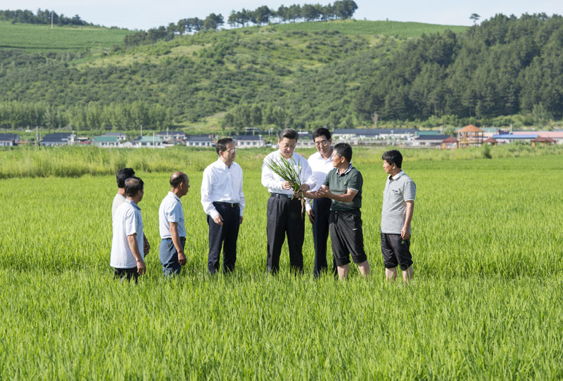 這是7月16日，習(xí)近平在延邊州和龍市東城鎮(zhèn)光東村稻田同村民和農(nóng)技人員交流。新華社記者 謝環(huán)馳 攝