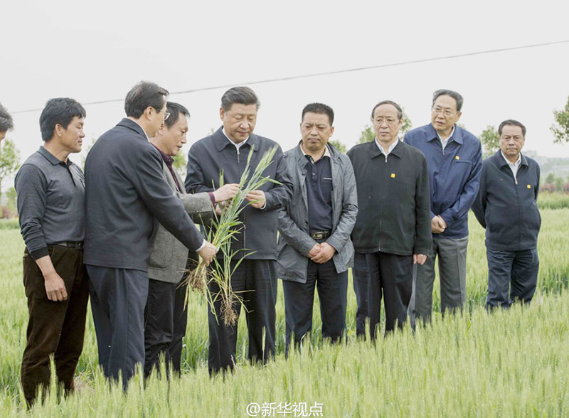 在小崗村高標(biāo)準(zhǔn)農(nóng)田示范點(diǎn)，習(xí)近平向農(nóng)技人員了解為保証合理施肥採取了哪些措施?？倳洀?qiáng)調(diào)，要加強(qiáng)管理，加強(qiáng)監(jiān)測(cè)，確保農(nóng)產(chǎn)品安全。習(xí)近平還關(guān)切詢問縣裡農(nóng)技人員培養(yǎng)和待遇情況，勉勵(lì)農(nóng)技人員發(fā)揮專長服務(wù)“三農(nóng)”。