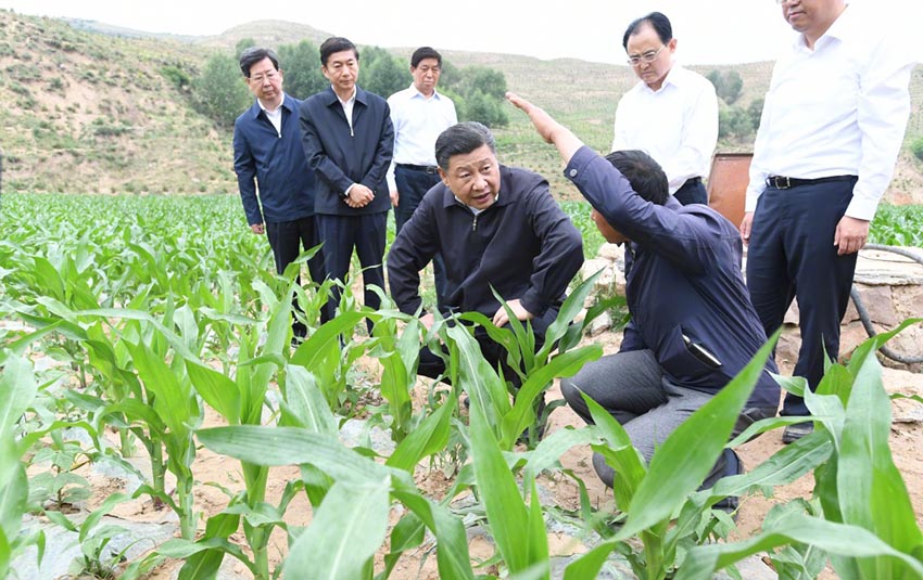 6月21日，中共中央總書記、國(guó)家主席、中央軍委主席習(xí)近平到山西考察調(diào)研。這是習(xí)近平在忻州市岢嵐縣趙家窪村察看玉米長(zhǎng)勢(shì)。新華社記者 李學(xué)仁 攝