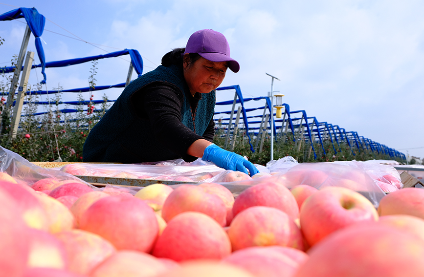 陜西淳化縣潤鎮(zhèn)善花村蘋果示范基地，沉甸甸、紅彤彤的蘋果掛滿枝頭，果農(nóng)們忙著搶收蘋果，果園里充滿了歡聲笑語，一派繁忙的景象。