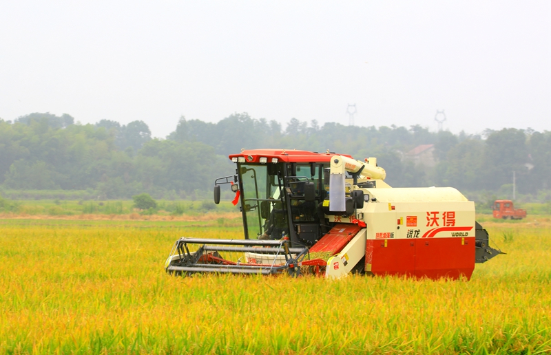 早稻收割忙，農(nóng)機(jī)來(lái)助力。常德市鼎城區(qū)融媒體中心供圖