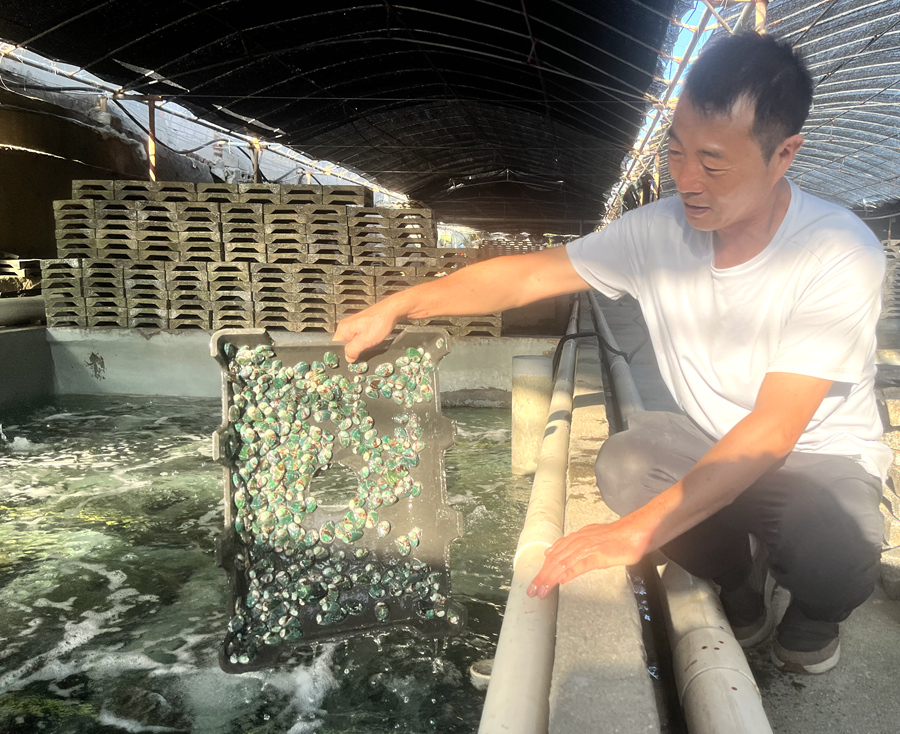 澳角村鮑魚養(yǎng)殖戶郭漢棟在檢查鮑魚苗生長情況。龔雯攝