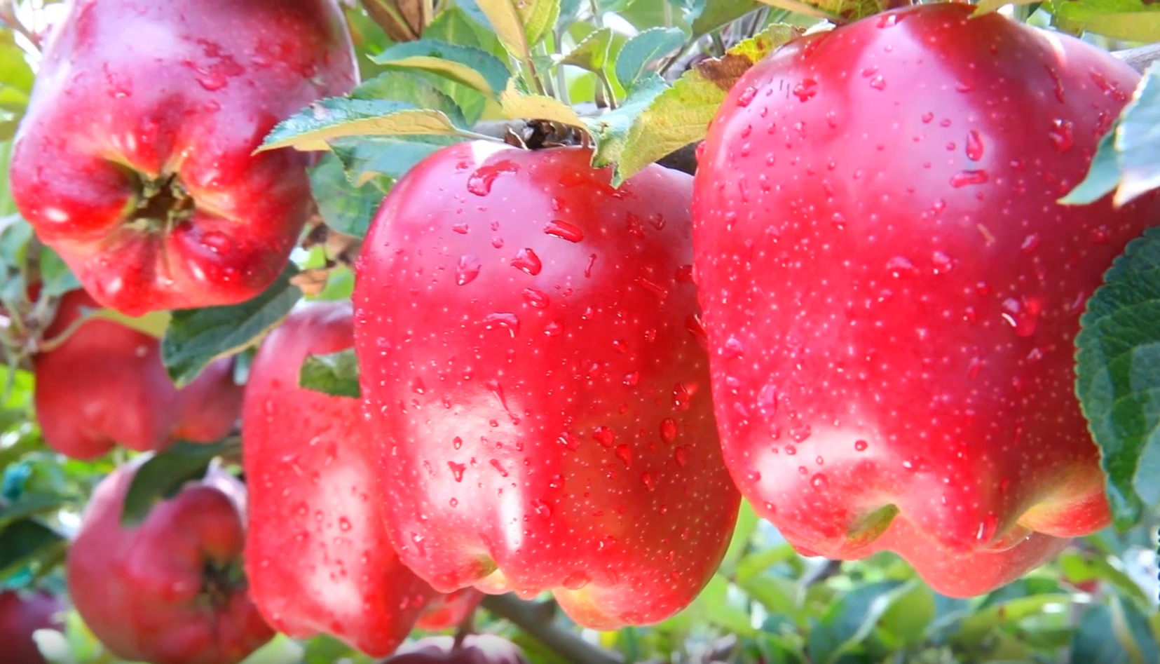 總書(shū)記關(guān)切的花牛蘋(píng)果更“?！绷?#13;花牛蘋(píng)果進(jìn)冷庫(kù)乘輕軌、果園有防災(zāi)貸、銷售走海外倉(cāng)，紅彤彤的花牛蘋(píng)果不僅成為了麥積區(qū)助推鄉(xiāng)村振興的支柱性產(chǎn)業(yè)，同時(shí)也成為了當(dāng)?shù)厝罕娫鍪罩赂坏摹靶腋９薄?/></a></span>
<div   id=