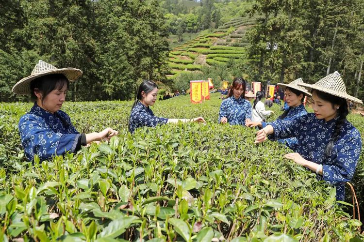 2025年4月13日，福建武夷山市星村鎮(zhèn)朝陽村茶農(nóng)在生態(tài)茶園展示采茶。新華社發(fā)（邱汝泉 攝）