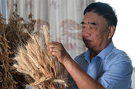 徐淙祥                                       現(xiàn)為安徽省太和縣現(xiàn)代農(nóng)業(yè)科技試驗(yàn)示范基地黨支部書(shū)記，他長(zhǎng)期扎根黃淮農(nóng)村，堅(jiān)持科技興農(nóng)，培育優(yōu)良品種，改良栽培方法，使許多“望天田”變成“高產(chǎn)田”。                    