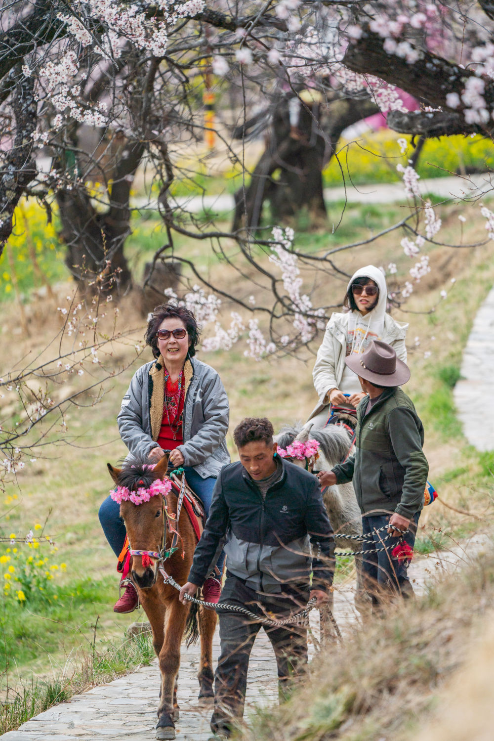游客在林芝市嘎拉村體驗馬背觀花。圖片來源 新華社