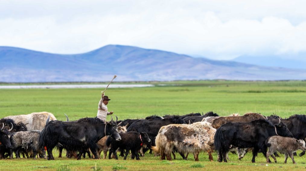 瑪旁雍錯(cuò)濕地展現(xiàn)盛夏生命力